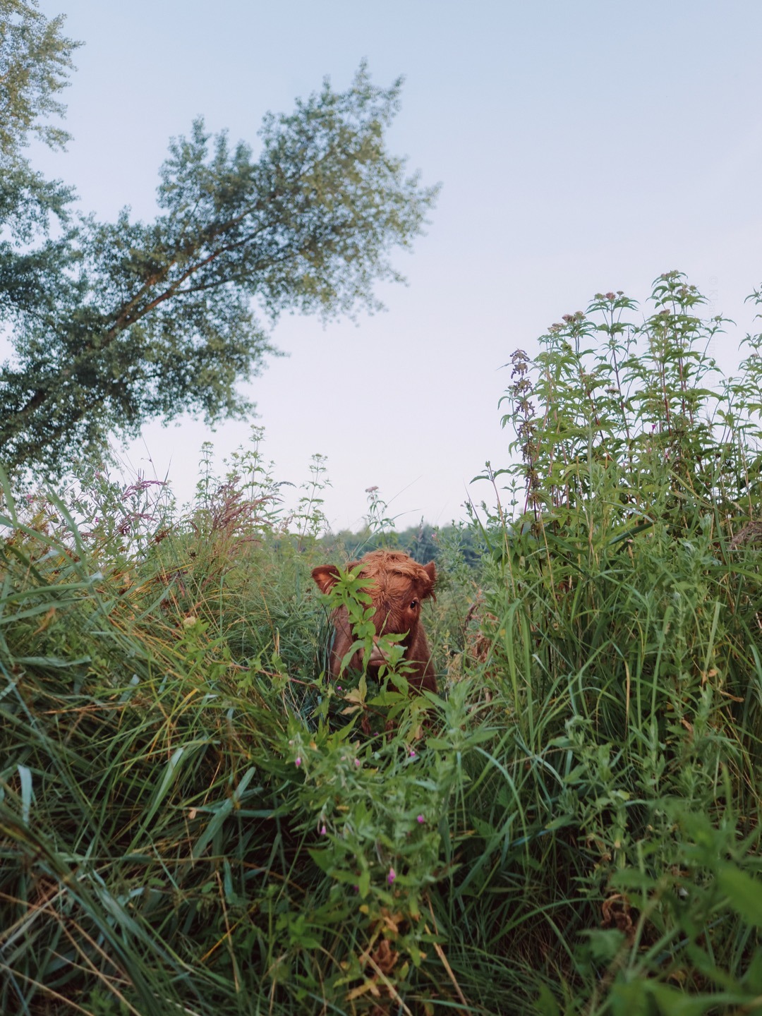 klaasfoto: Hide and seek 2019. After playing hide and seek with cows for three years
