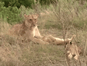 amnhnyc:  Today is World Lion Day! Considered the most social of cats, African lions live in prides that consist of one or more males, several females, and cubs. While a male lion consumes an average of 5,500 pounds of meat a year—mostly wildebeest,