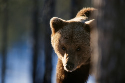 fuck-yeah-bears:  Brown Bear by Staffan