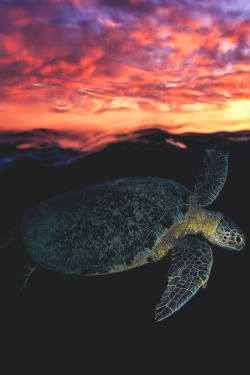 lsleofskye:Sunset Turtle