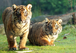 alltiger:  sumatraanse tijger burgerszoo