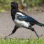the-tiny-magpie