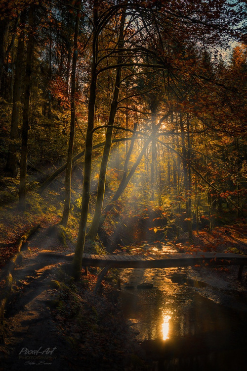 worldinfocus:  💙 Autumn Jungle on 500px by Stefan Bossow, Germany☀  Canon