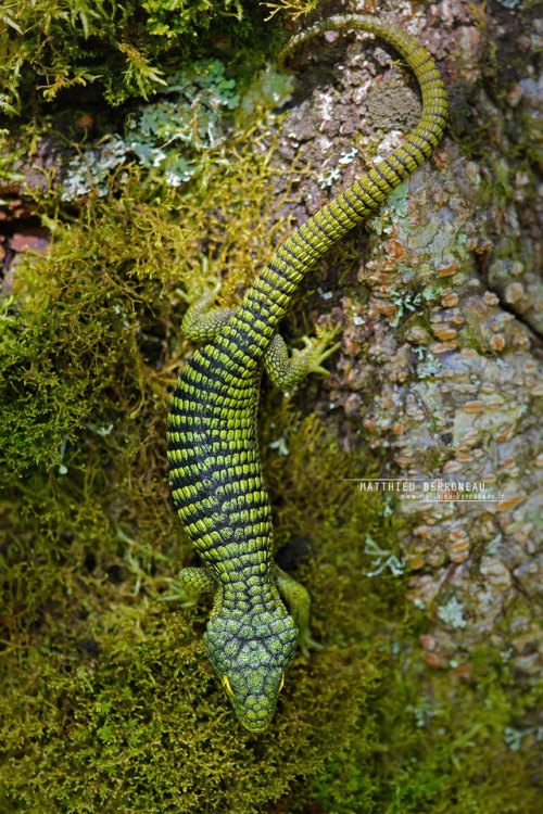 thegreenmeridian:end0skeletal-undead:Arboreal or Mexican Alligator Lizard,Abronia gramineaPhotos byM