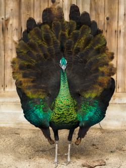 becausebirds:actualkazmiller:  Green Peafowl.