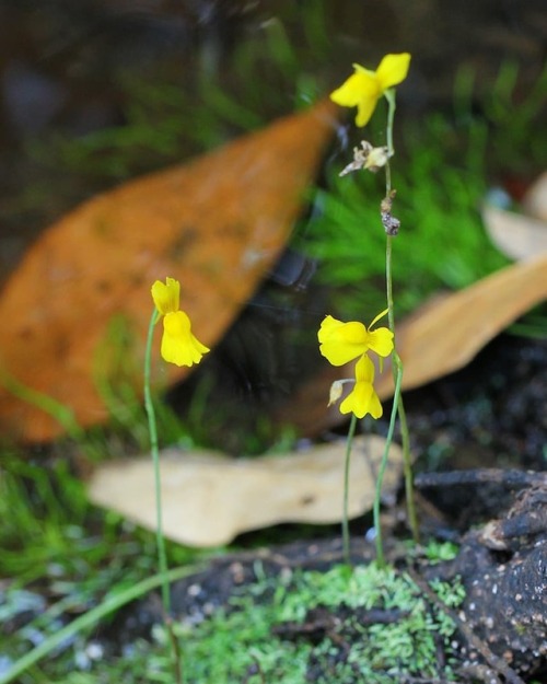 Bladderwort (Utricularia bifida) #plants #floral #flowers #flowerstagram #flowerphotography #flowers