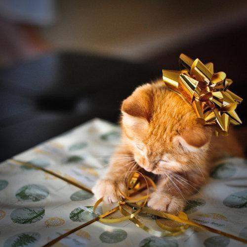 Cute christmas cats