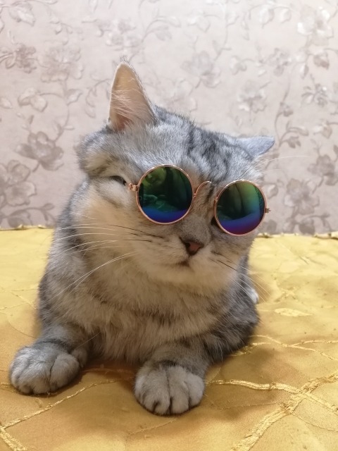 friendly-animals:  Buy these Cool Cat Glasses here –> Link