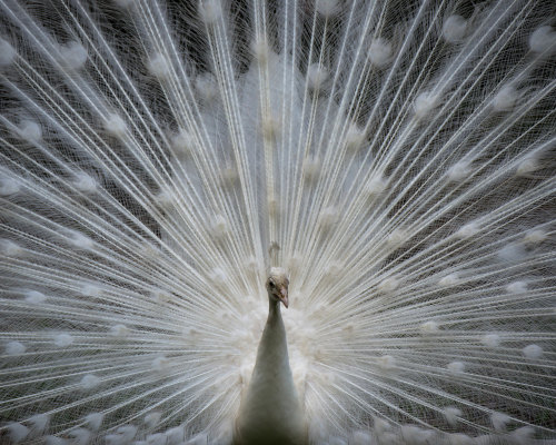 genterie: White Peacock by Jeff Dethuin