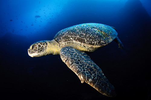 Isla del Coco - Giant turtle by Bigeye Bubblefish [  Addict  ] on Flickr.
