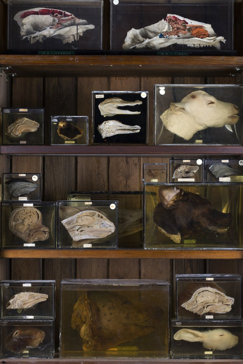 mindcontroltactics: Grant Museum’s collection of bisected heads.