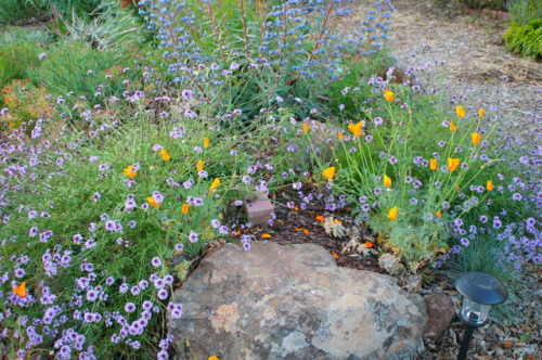 flora-file: flora-file: My Own California Superbloom in my front yard Last Year… This year lo