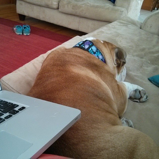 working from home is great except my secretary fell asleep on the job
#bulldog #englishbulldog #squishyfacecrew #bullylife #pets #bulldogsofinstagram @bmaillou via Instagram http://ift.tt/1fLxJG0