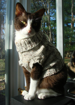 mostlycatsmostly:  Brisco’s Sweater (by redcat72) 
