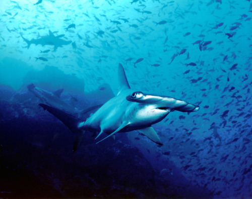 Hammerhead at Cocos Island Cocos sits 340 miles southwest of mainland Costa Rica (about halfway to t