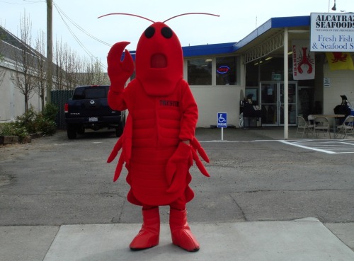 Baby lobster costume