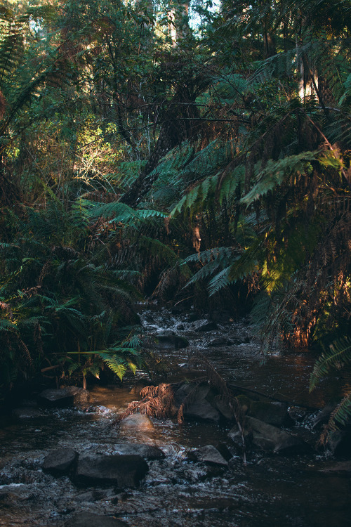 hullocolin: Dandenong Ranges National Park, Australia Instagram | Tumblr | Website | Shop