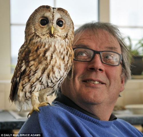 catsbeaversandducks:  Meet Bertie, the owl who is afraid of going outside… and he loves nothing more than helping his owner make a cup of tea! Bertie, the three-year-old tawny owl that is agoraphobic. He shares a farmhouse with his owner Peter Middleton,