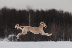 hounddogsrunning:  Flying Saluki 