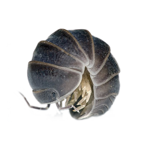 Roly Poly, Pill Bug, Isopod Collection For My Boyfriend Since They Are His Fav Kind Of Tiny Creatures
