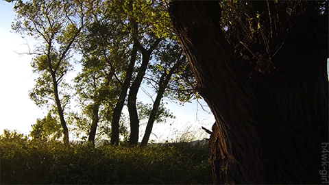 dirtyhippieproductions:  Go hug a Tree! ☮  ❤ ॐ 