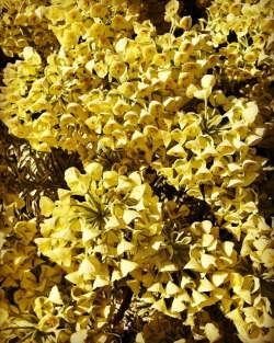 Spring #Yellow  (At Hacienda Pèrez-Garcia)