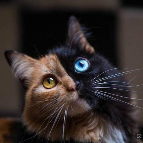 sixpenceee:“Chimera” KittenThis is Quimera, a gorgeous gata from Argentina.Quimera may be what’s kno