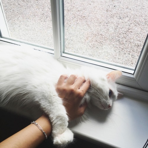 turkish angora