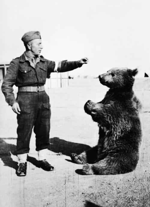 congenitaldisease:  In Iran in 1943, a group of Polish soldiers found and adopted an orphaned brown bear cub whose mother had been shot and killed by hunters. They gave him the name   Wojtek, meaning “joyful warrior.” When   Wojtek  was first rescued,