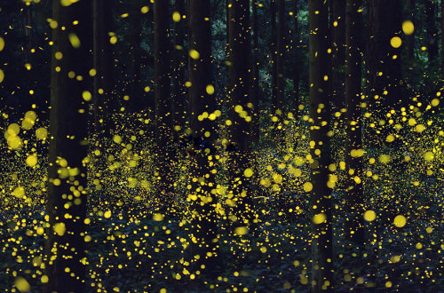 landscape-photo-graphy: Gold Fireflies Dance Through Japanese Enchanted Forest in the Summer of 2016