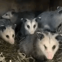 ~ ~ Bat, Possum, And Fox Stimboard ~ ~