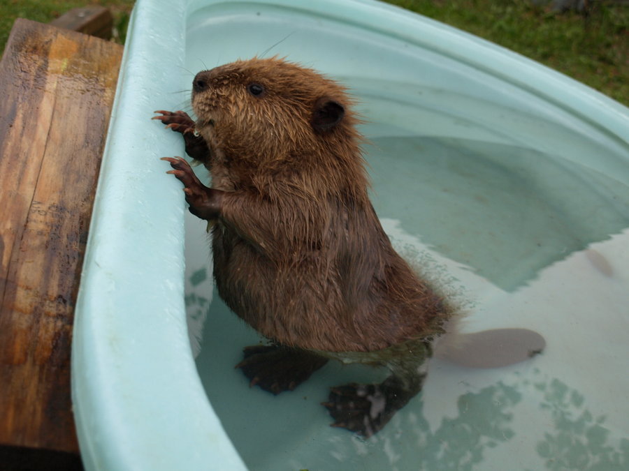 “You said bubble bath! You lied to me!”
Photo via Imgur