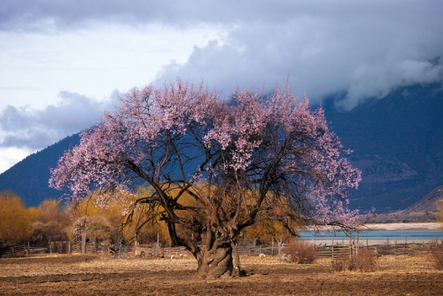 jacindaelena:    by Lucy Young