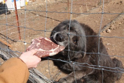 pupcontent:Dispensing some snacks to an assortment of dogs