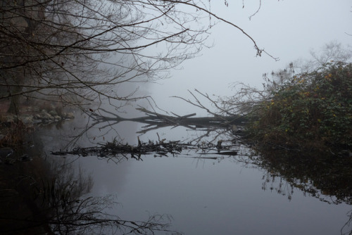 lost lagoon - fogstanley park, vancouver, bc