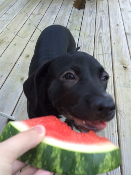 soundlyawake:  babybluesuv:  royonfire:  I present to you a puppy eating watermelon.  I can’t stop t