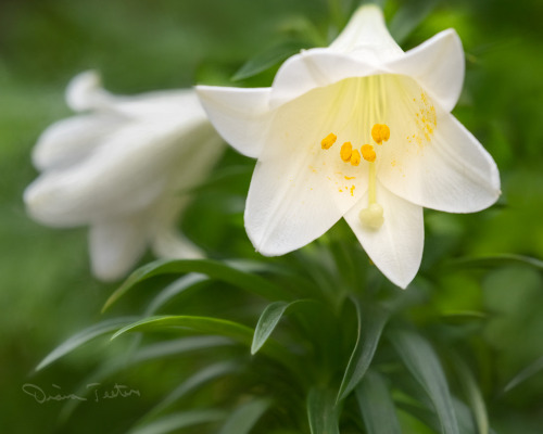 abloomaday:Easter Lilies