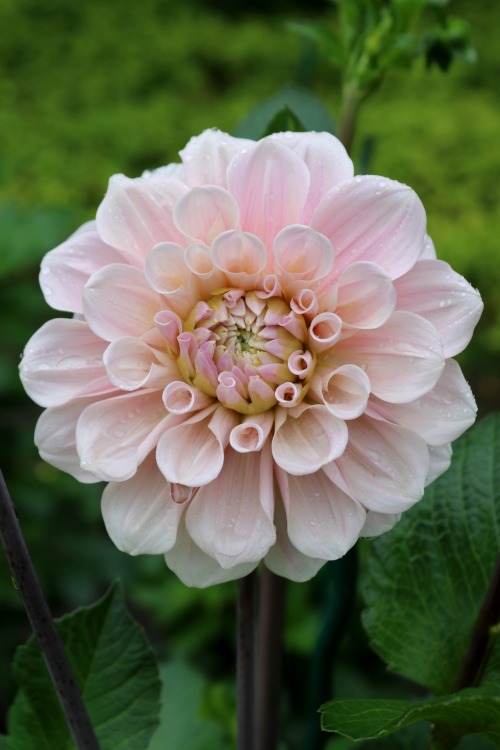 Dahlia Essen, Germany