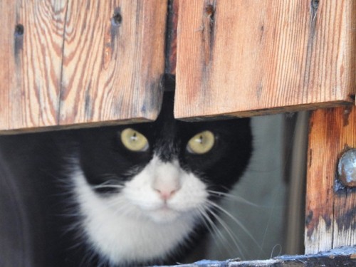 naturelvr69likes: julietterainbow: Sur le plancher du balcon l autre chat veille ! @mostlycatsmostly