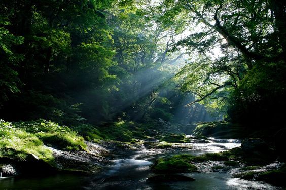 cuiledhwenofthegreenforest:    Shiny Forest  by Junya Hasegawa  