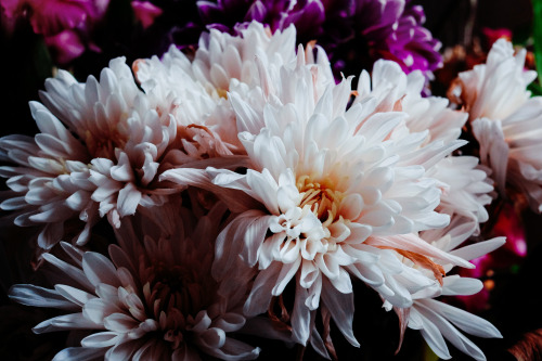 oessa:two week old flowers i got my mother for her birthday they still look quite pretty
