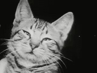 Portrait Of A Young Cat. Three Little Kittens. 1938.