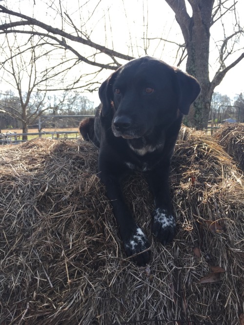 morganray311: chasingtrophywhitetails:   thatssogayman:   reddirtgirl95:   si3rra-xox:   carolina-viking:   russdom:   oldwarhorse1775:   moosemarine:   downhomebrunette:  red-faced-wolf:   Reblog this with a picture of your dog       Bonus with my uncles
