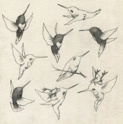 wherethefoxthingsare:  Hummingbirds.Artist: