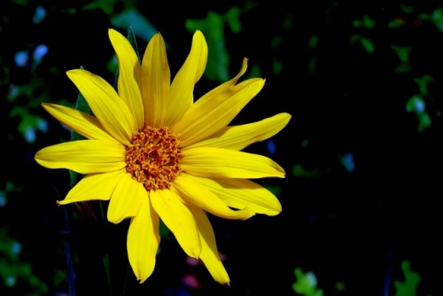 fourcornersguy:  Sunflower  Brightly lit wild sunflower set against the dark green of the surrounding forest.  