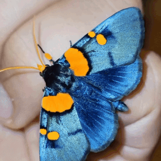 African Peach Moth (egybolis Vaillantina) | Coppensb On Ig