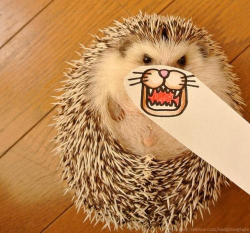 mr-mrs-insatiable:  tastefullyoffensive:  The Many Expressions of Marutaro the Hedgehog [via]  Umm. Omg.Yes! Hello, adorable!  and then i run into this XD