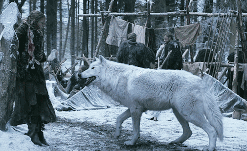 satorugojjo: Ghost is one of six direwolf cubs that is found by the children of House Stark. An albi