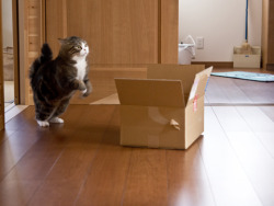 coolcatgroup: mostlycatsmostly:  cybergata:  Maru practices for new sport called jumping boxes.  Everything about this. Maru.   Amazing  