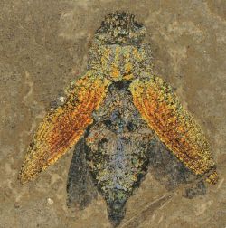 jaw8jaw:47 million year old Jewel Beetle fossil, from the Messel Pit, Germany.